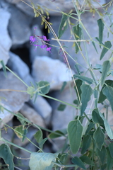 Cyphomeris gypsophiloides