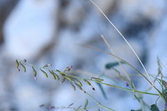 Cyphomeris gypsophiloides