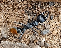 Myrmecia mandibularis