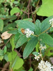 Ceanothus caeruleus
