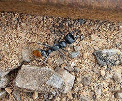 Myrmecia mandibularis