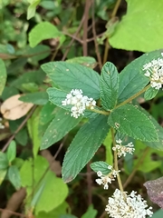 Ceanothus caeruleus