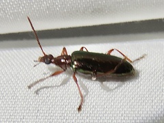 Statira
