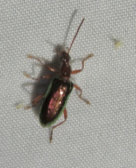 Statira