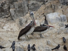 Pelecanus thagus