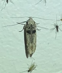 Aristotelia paradesma