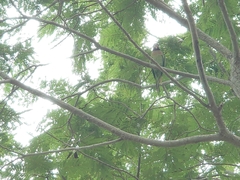 Psittacula alexandri