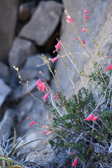 Penstemon baccharifolius