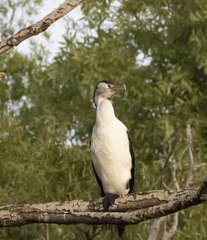 Phalacrocorax varius varius