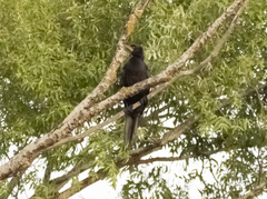 Microcarbo melanoleucos brevirostris