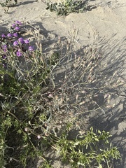 Palafoxia arida arida