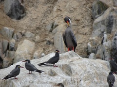 Poikilocarbo gaimardi