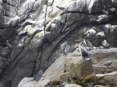 Poikilocarbo gaimardi