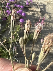 Palafoxia arida arida