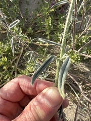 Palafoxia arida arida