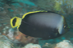 Chaetodontoplus dimidiatus