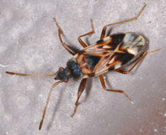 Scolopostethus pilosus