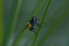 Huttonobesseria verecunda