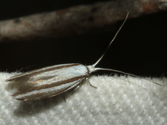 Tritymba dianipha