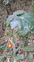 Solanum capsicoides