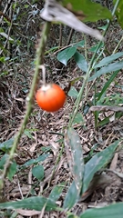 Solanum capsicoides