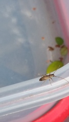 Cerambycoidea