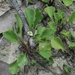 Viola cleistogamoides