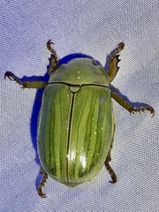 Pelidnota prasina