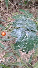 Solanum capsicoides