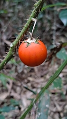 Solanum capsicoides