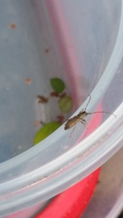Cerambycoidea