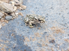 Bufotes boulengeri siculus