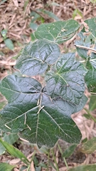 Solanum capsicoides