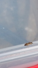 Cerambycoidea