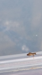 Cerambycoidea