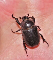 Cyphonistes vallatus