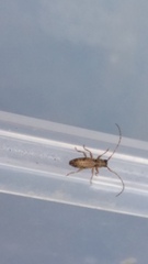 Cerambycoidea