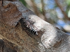 Atrapsalta corticina