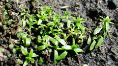 Callitriche palustris