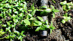 Callitriche palustris