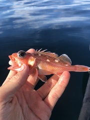 Sebastes rosenblatti