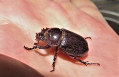 Cyphonistes vallatus