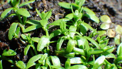 Callitriche palustris