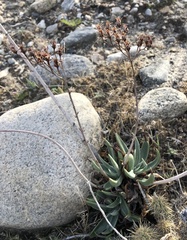 Dudleya saxosa