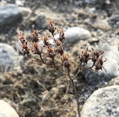 Dudleya saxosa