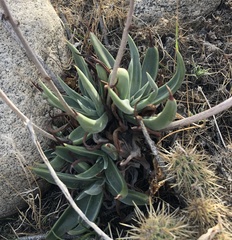 Dudleya saxosa