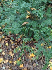 Taxus cuspidata