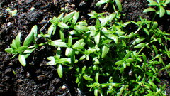 Callitriche palustris