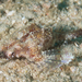 寬海蛾魚 - Photo 由 Mark Rosenstein 所上傳的 (c) Mark Rosenstein，保留部份權利CC BY-NC-SA
