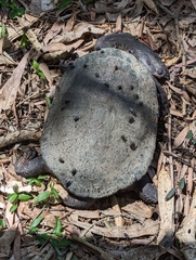 Chelodina expansa